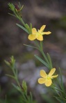 Hypericum drummondii (Grev. & Hooker) Torrey & A. Gray