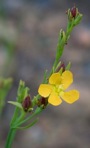 Hypericum drummondii (Grev. & Hooker) Torrey & A. Gray