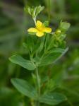Hypericum ellipticum Hooker