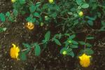 Hypericum frondosum Michx.
