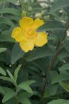 Hypericum frondosum Michx.
