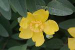 Hypericum frondosum Michx.