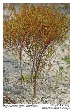 Hypericum gentianoides (L.) B.S.P.