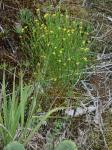 Hypericum gentianoides (L.) B.S.P.
