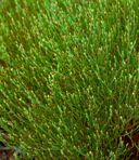 Hypericum gentianoides (L.) B.S.P.