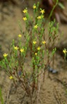 Hypericum gentianoides (L.) B.S.P.