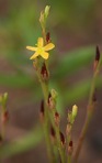 Hypericum gentianoides (L.) B.S.P.