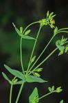 Hypericum gymnanthum Engelm. & A. Gray