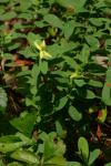 Hypericum stragulum P. Adams & Robson