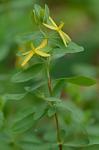 Hypericum stragulum P. Adams & Robson