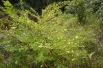 Hypericum hypericoides (L.) Crantz 