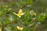 Hypericum hypericoides (L.) Crantz 