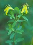 Hypericum hypericoides (L.) Crantz 