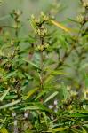 Hypericum interior Small