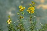 Hypericum lloydii (Svenson) P. Adams