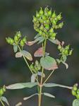 Hypericum mitchellianum Rydb.
