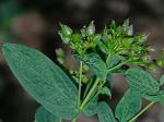 Hypericum mitchellianum Rydb.