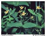 Hypericum mutilum L.