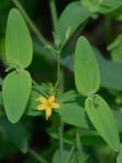 Hypericum mutilum L.