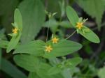 Hypericum mutilum L.