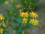 Hypericum nudiflorum Michx. ex Willd.
