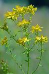 Hypericum perforatum L.
