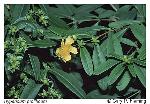 Hypericum prolificum L.