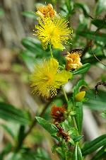 Hypericum prolificum L.