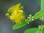 Hypericum prolificum L.