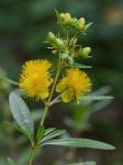 Hypericum prolificum L.