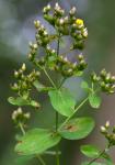 Hypericum punctatum Lam.