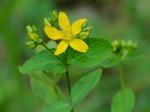 Hypericum punctatum Lam.