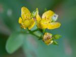 Hypericum punctatum Lam.