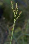 Hypericum setosum L.