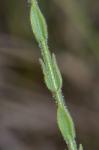Hypericum setosum L.