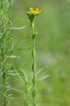 Hypericum setosum L.