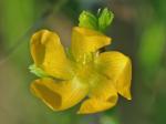 Hypericum setosum L.