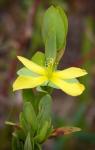 Hypericum stragulum P. Adams & Robson