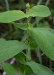 Triadenum tubulosum (Walt.) Gleason