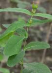 Triadenum tubulosum (Walt.) Gleason