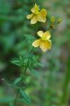 Hypericum virgatum Lam.