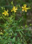 Hypericum virgatum Lam.