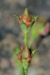 Hypericum virgatum Lam.