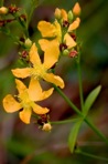 Hypericum virgatum Lam.