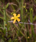 Hypericum virgatum Lam.