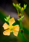 Hypericum virgatum Lam.