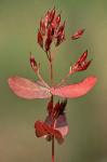 Triadenum virginicum (L.) Raf.