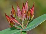 Triadenum virginicum (L.) Raf.