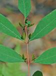 Triadenum walteri (J. G.Gmel.) Gleason
