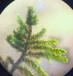 Hypnum curvifolium Hedwig